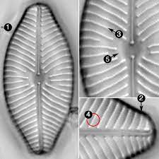 Navicula gastrum